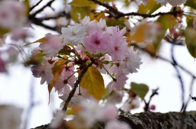 D7S_9312.jpg