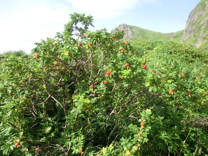 20120807桃岩 (19)