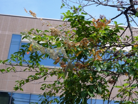 桜の木が・・・