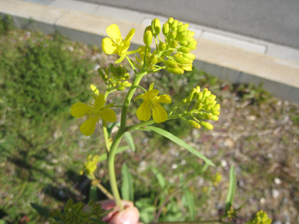 120406_aburana.jpg
