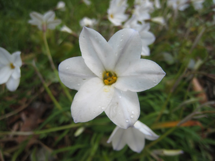 120406_hananira.jpg