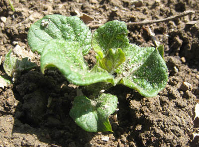 120414_kitaakari.jpg
