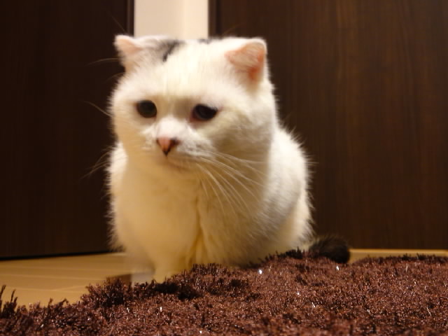 ロコたんアップ2
