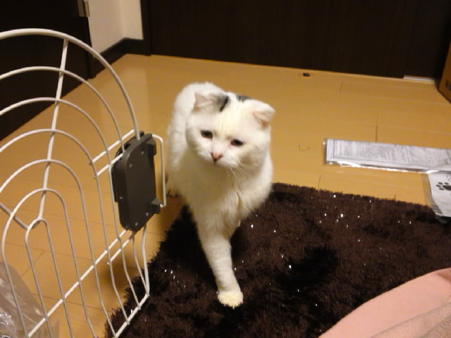 ロコたんお部屋ウロウロ