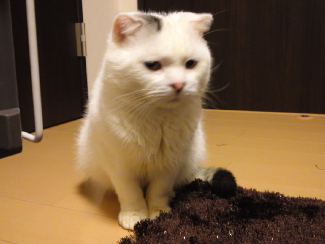 ロコたんアップ1