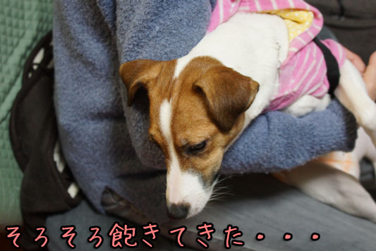 シオン飽きてきた DSC01683