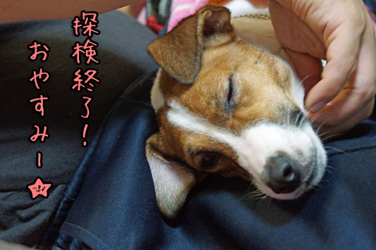 シオン探検終了 DSC01722