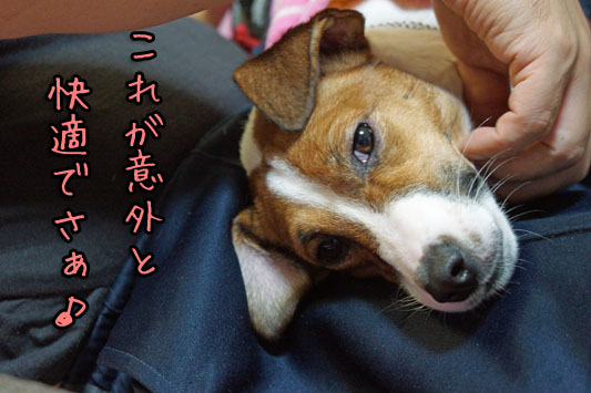 シオン快適 DSC01721