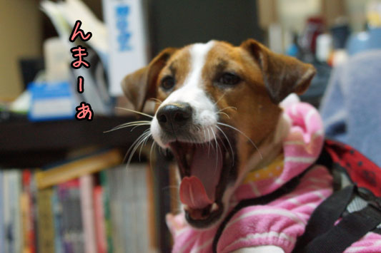 シオンあくび DSC01706