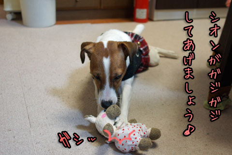 シオンがガジガジDSC01732
