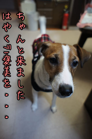 シオンごほうびをDSC08055