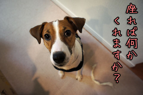 シオン座ればDSC08070