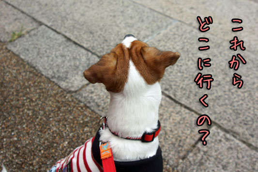 シオンどこ行くの 2013 08 23_6162