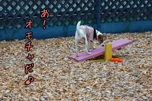 シオンおもちゃ発見 2013 08 23_6169