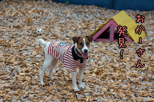 シオンおかーさん発見 2013 08 23_6214