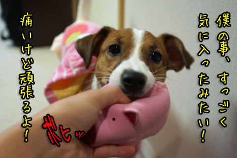お気に入り2013 12 14_6283