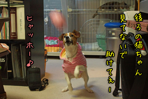 トラちんヘルプ2013 12 14_6310