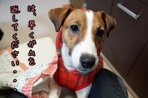 シオンがむかえして2013 12 18_6827