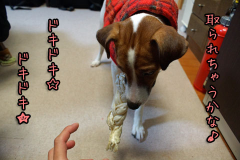 シオン取られそう2013 12 18_6832