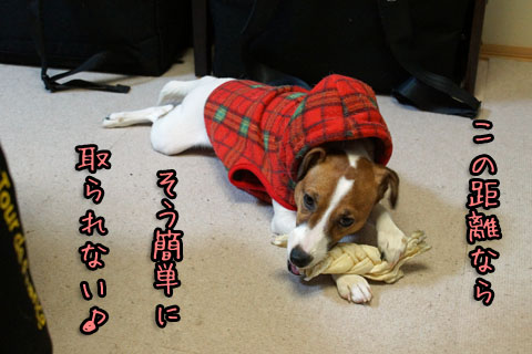 シオンこの距離2013 12 18_6829