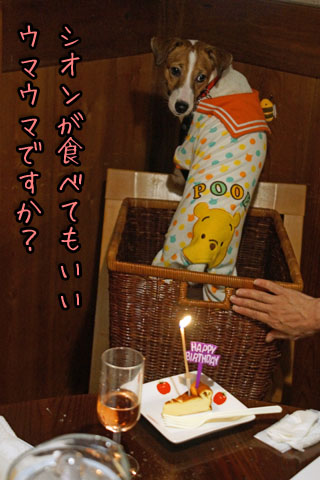 シオン後ろ姿2013 08 23_6245