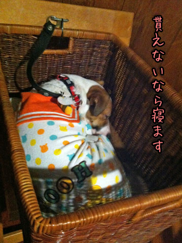 シオンふて寝IMG_4572