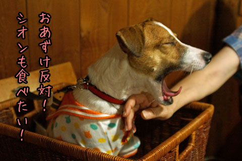 シオンお預け反対2013 08 23_6228