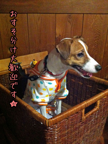 シオンおすそ分けIMG_4558