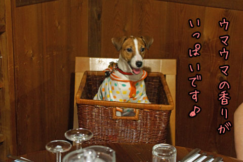 シオンうまうま香り2013 08 23_6232