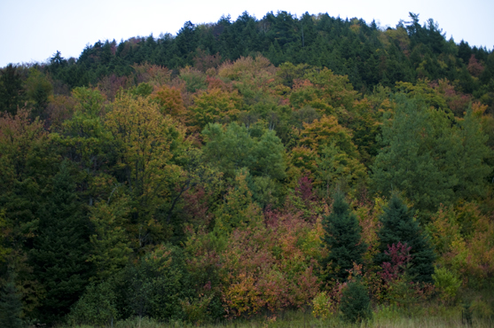 DSC_4553.jpg