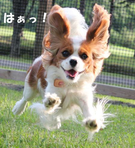 飛行0