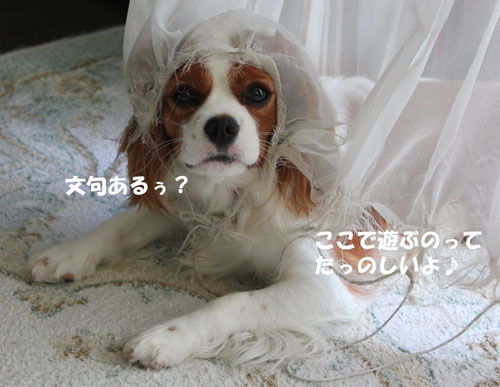 5囚われの身2