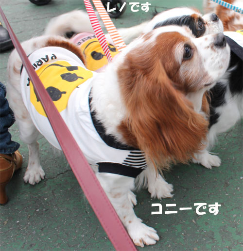 6コニー&レノ