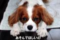 あそんでほしい