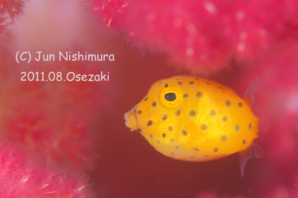 201108_ミハミハコフグ幼魚