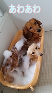 あわあわ