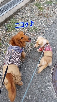 お散歩