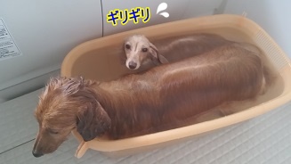 お風呂
