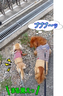 丸見え