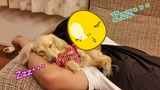 Zzz。。。