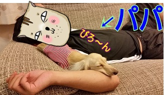 パパとちゃんこ