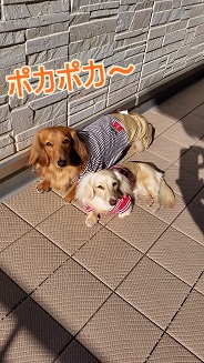日向ぼっこ