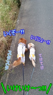 お散歩