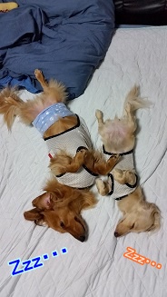 ぐっすり。