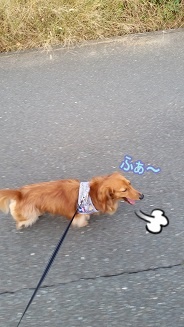 大あくび