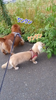 情報収集