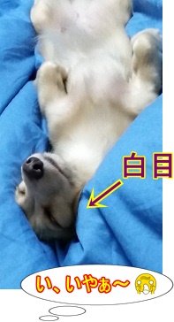 いや~~~!!
