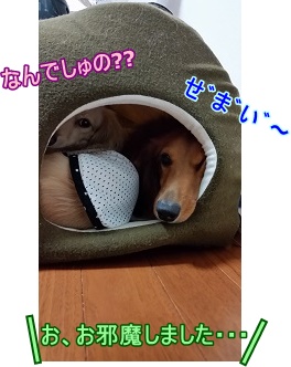 同居