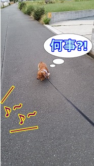 ラジオ体操
