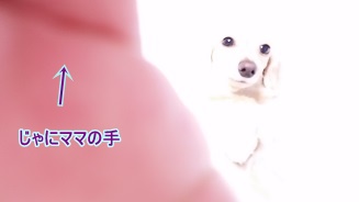 幻想的なちゃんこ